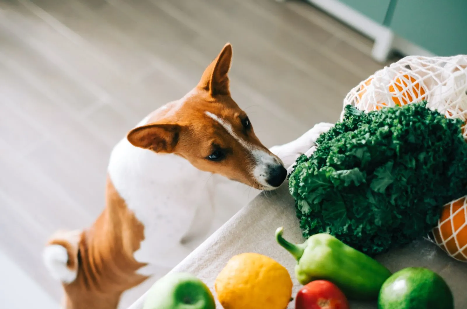 Basenji dog puppy climbs on the table with fresh vegetables at home in the kitchen