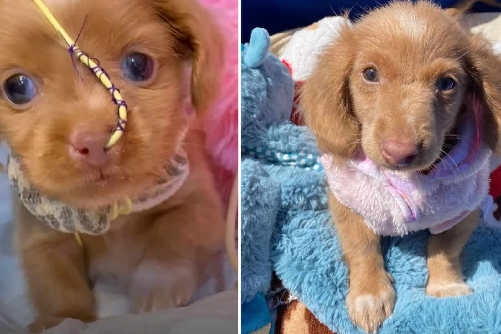 Puppy Gets Out Of The Bubble After Pneumonia And Experiences The Real World