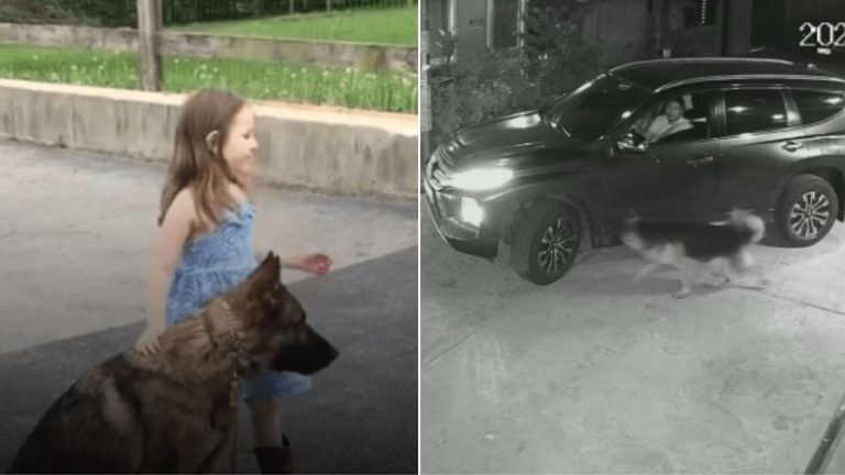 German shepherd protects its owner