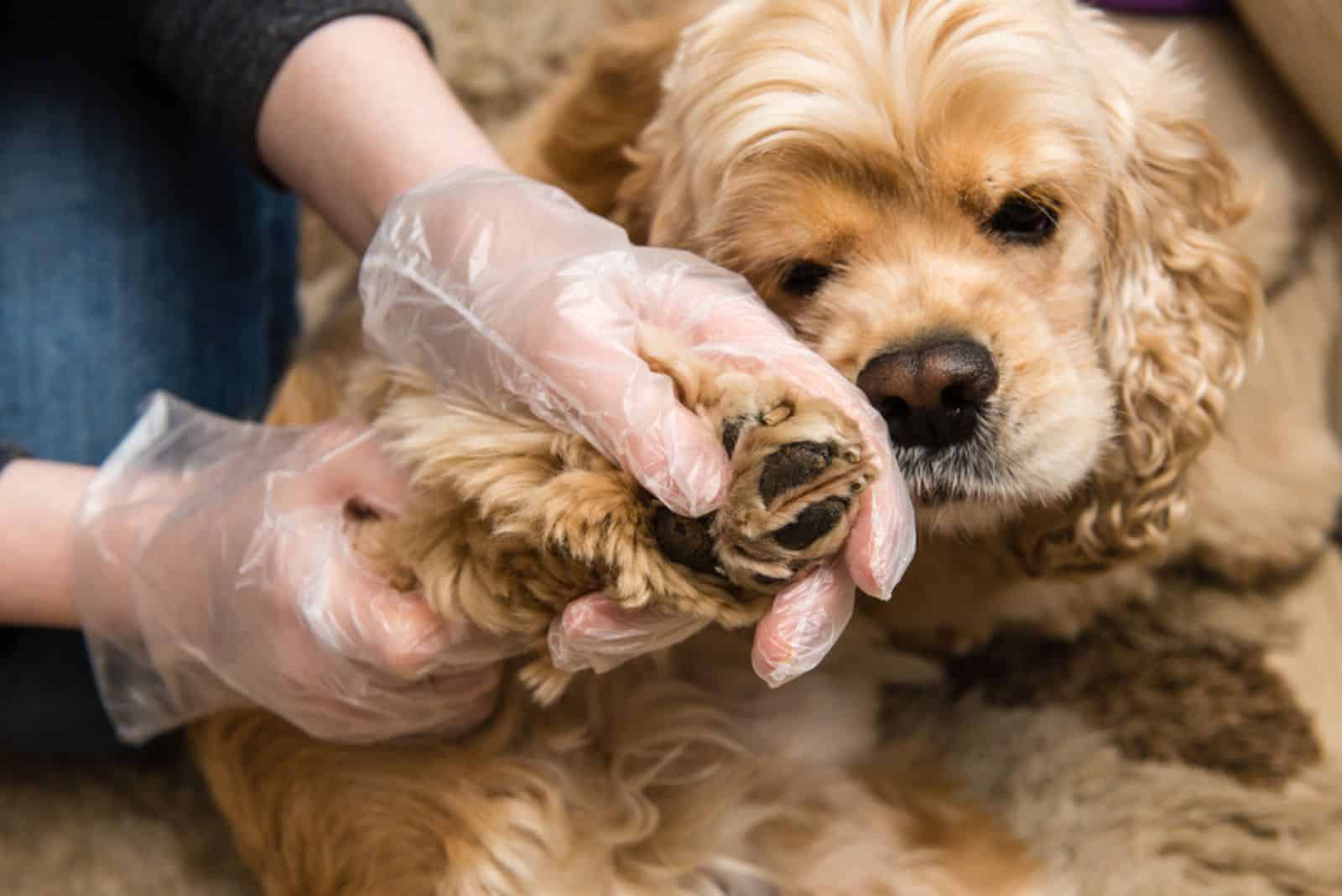 a woman shows first aid to a dog