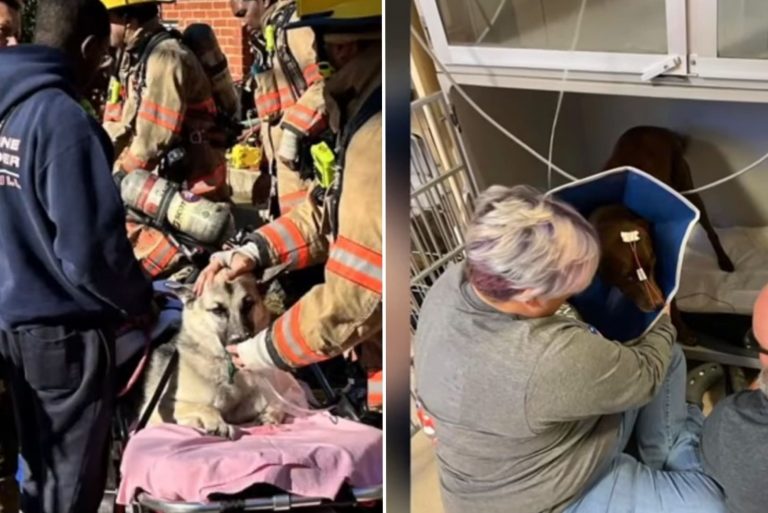 saving dogs from fire
