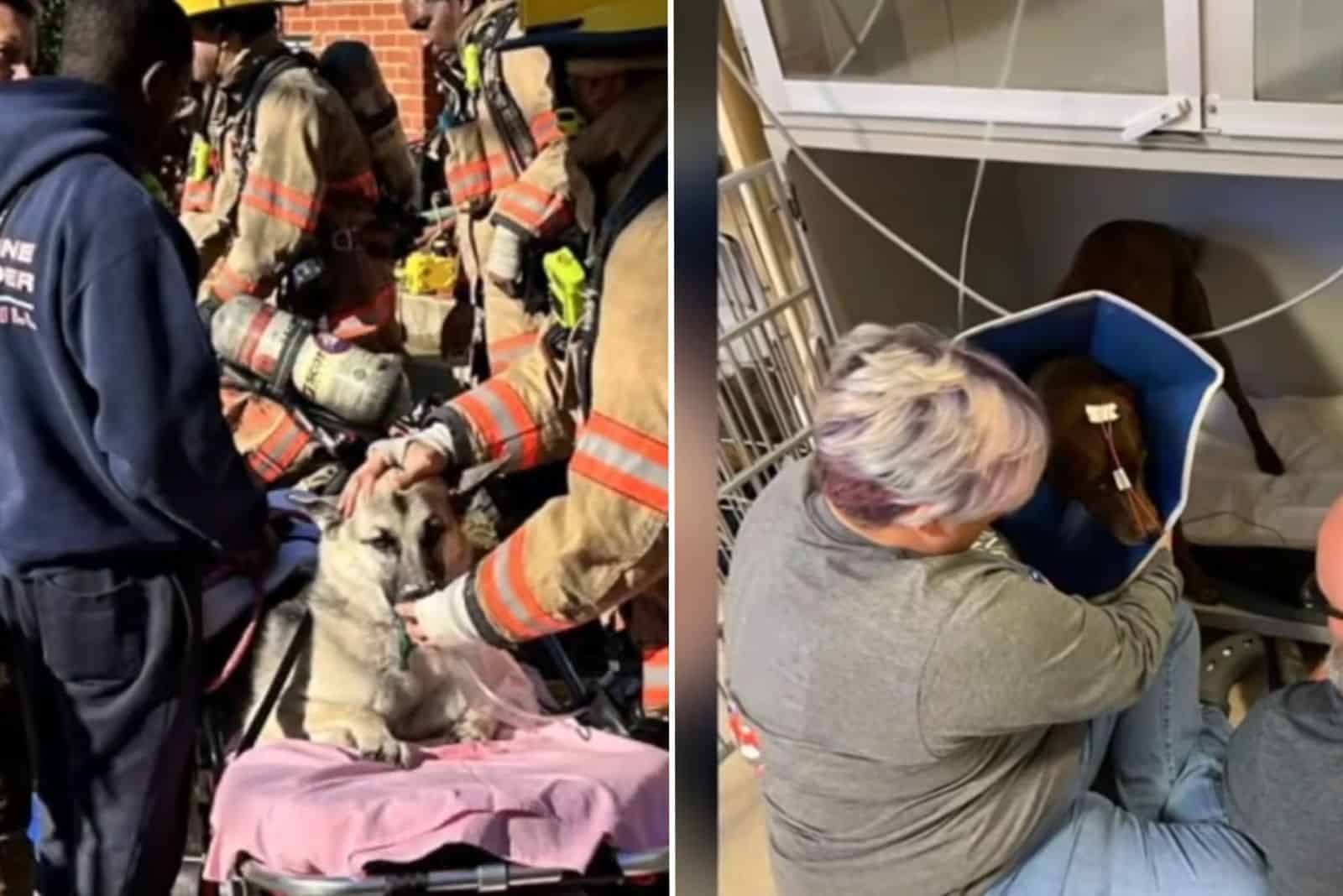saving dogs from fire