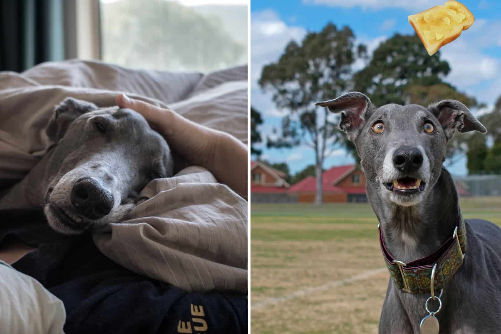 A Retired Racing Greyhound’s Transition From Athlete To Activist