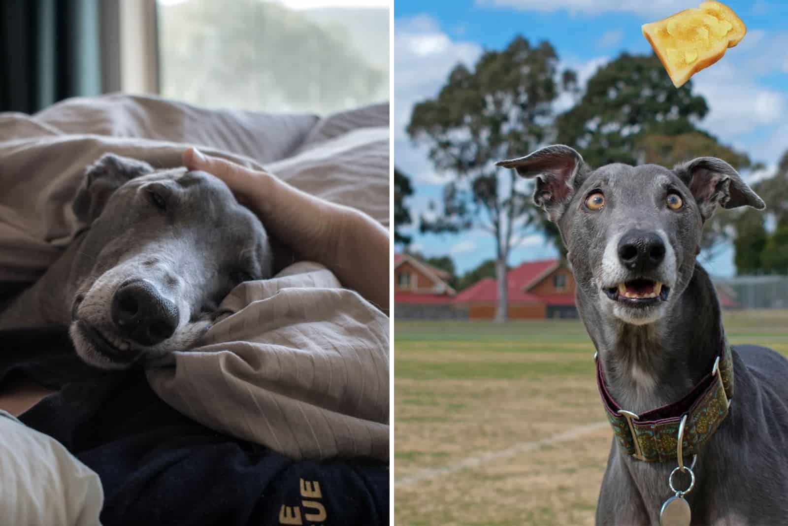 photo of a retired racing greyhound