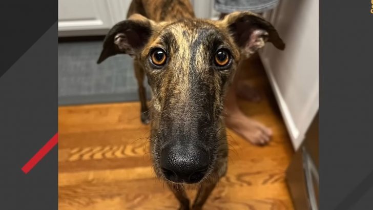 Spanish Stray Greyhound Gets A Forever Home In USA