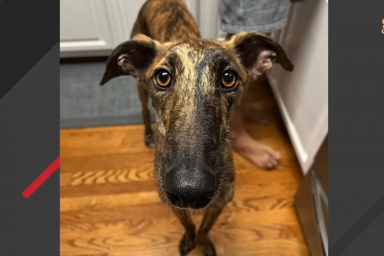Spanish Stray Dog is standing on the laminate and looking at the camera