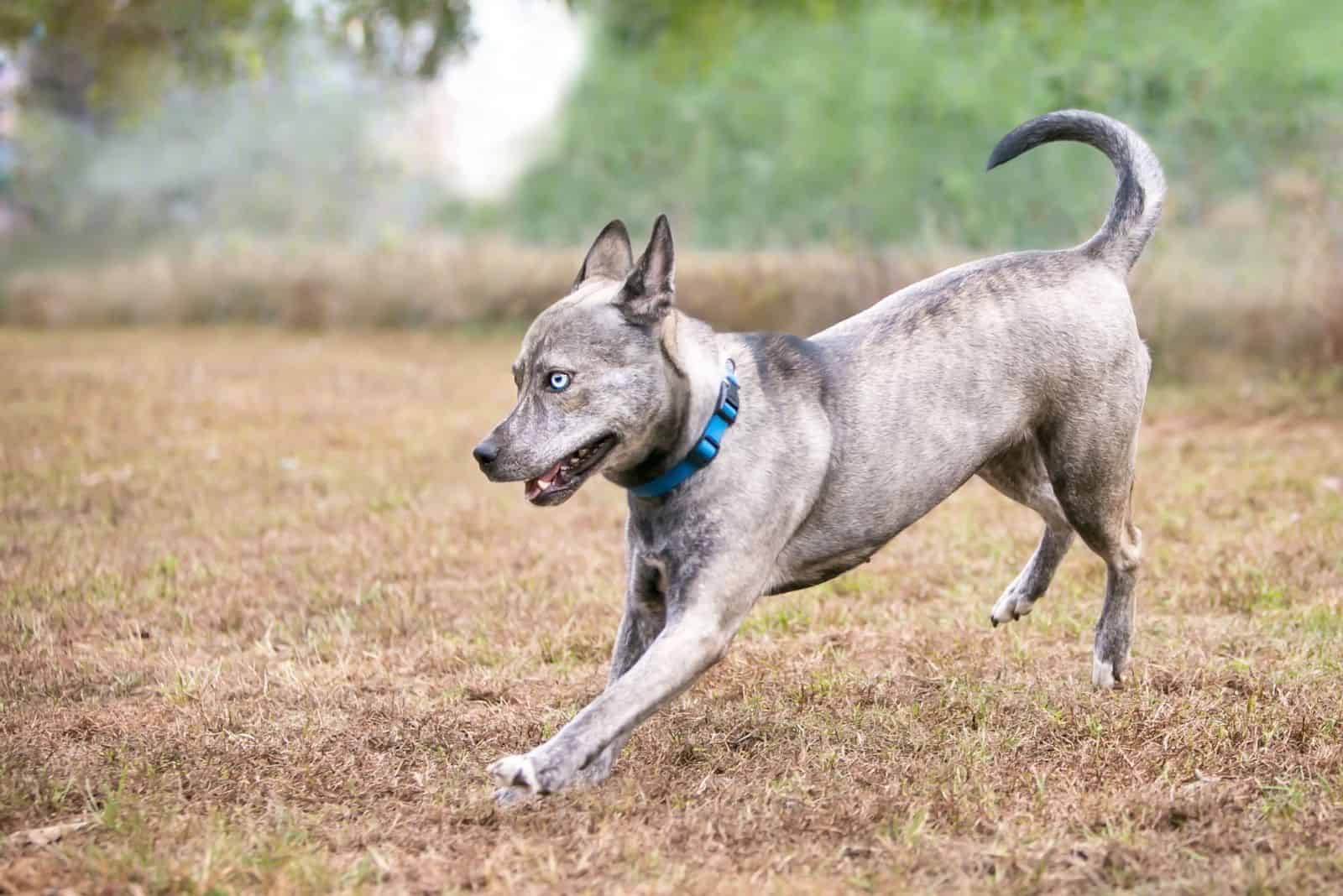 A Terrier x Australian Cattle Dog mixed breed dog running outdoors