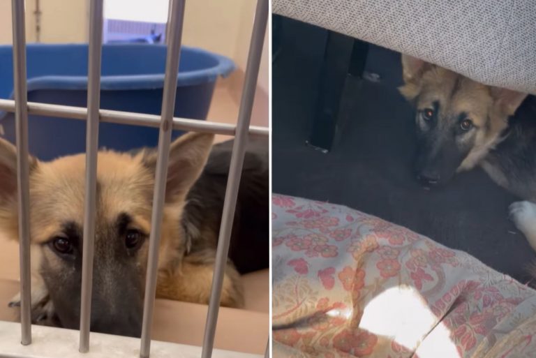 terrified dog completely transforms