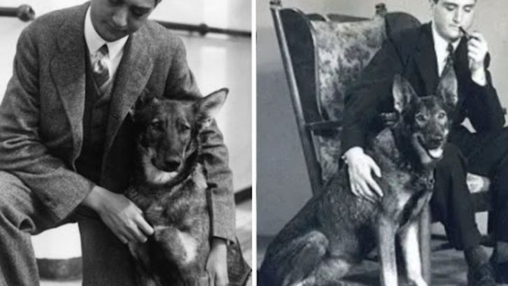 A Tribute To Buddy, The Pioneer Of Seeing Eye Dogs, And Her Buddies