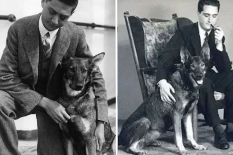 a faithful dog sits next to its owner