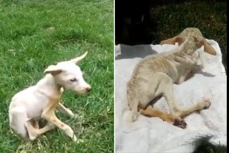 puppy trying to walk