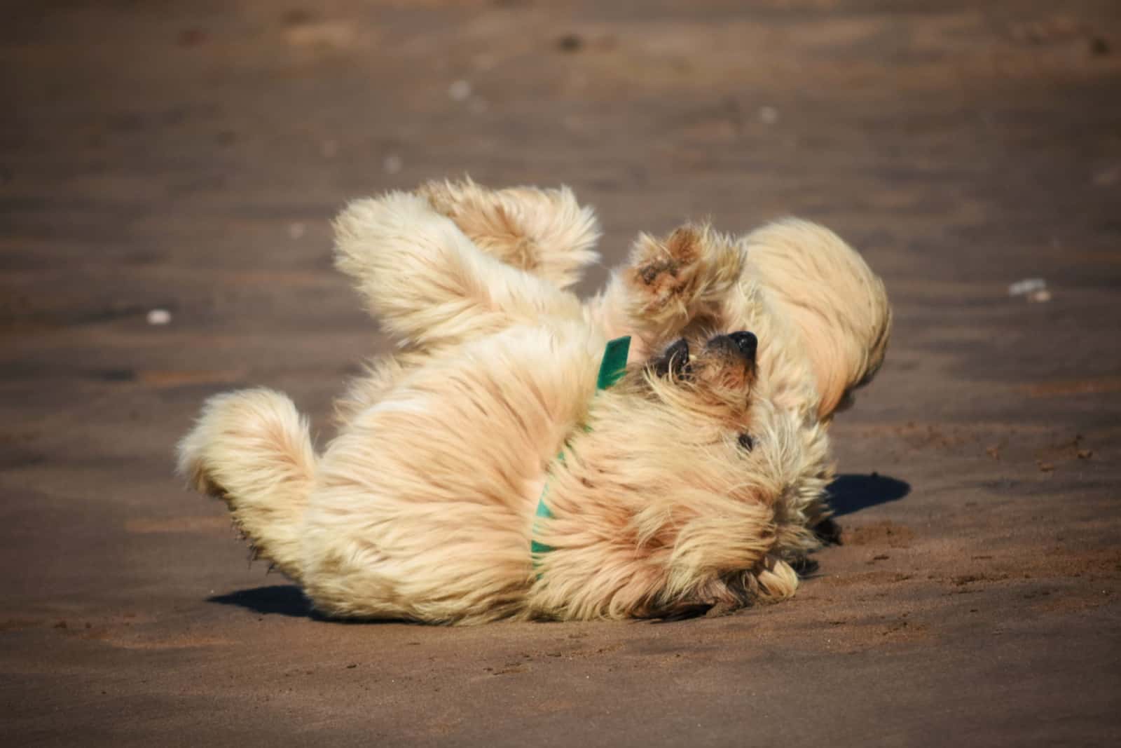 A dog rolling in the sand