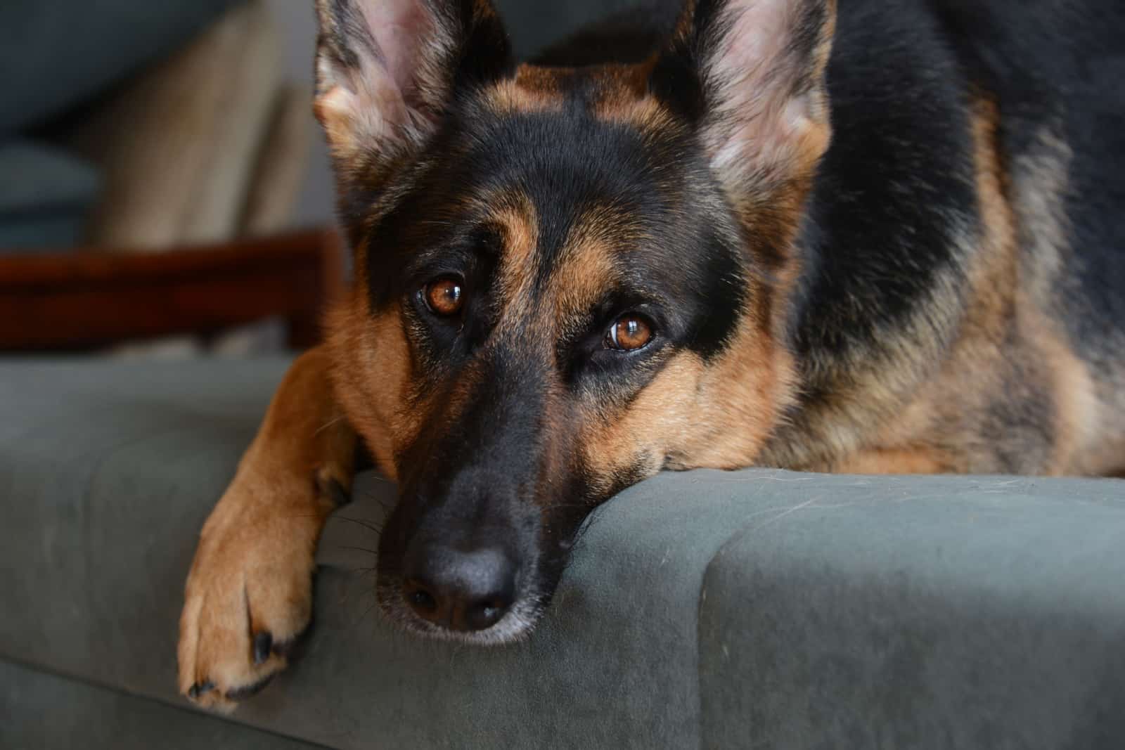 A lonely german shepherd resting.