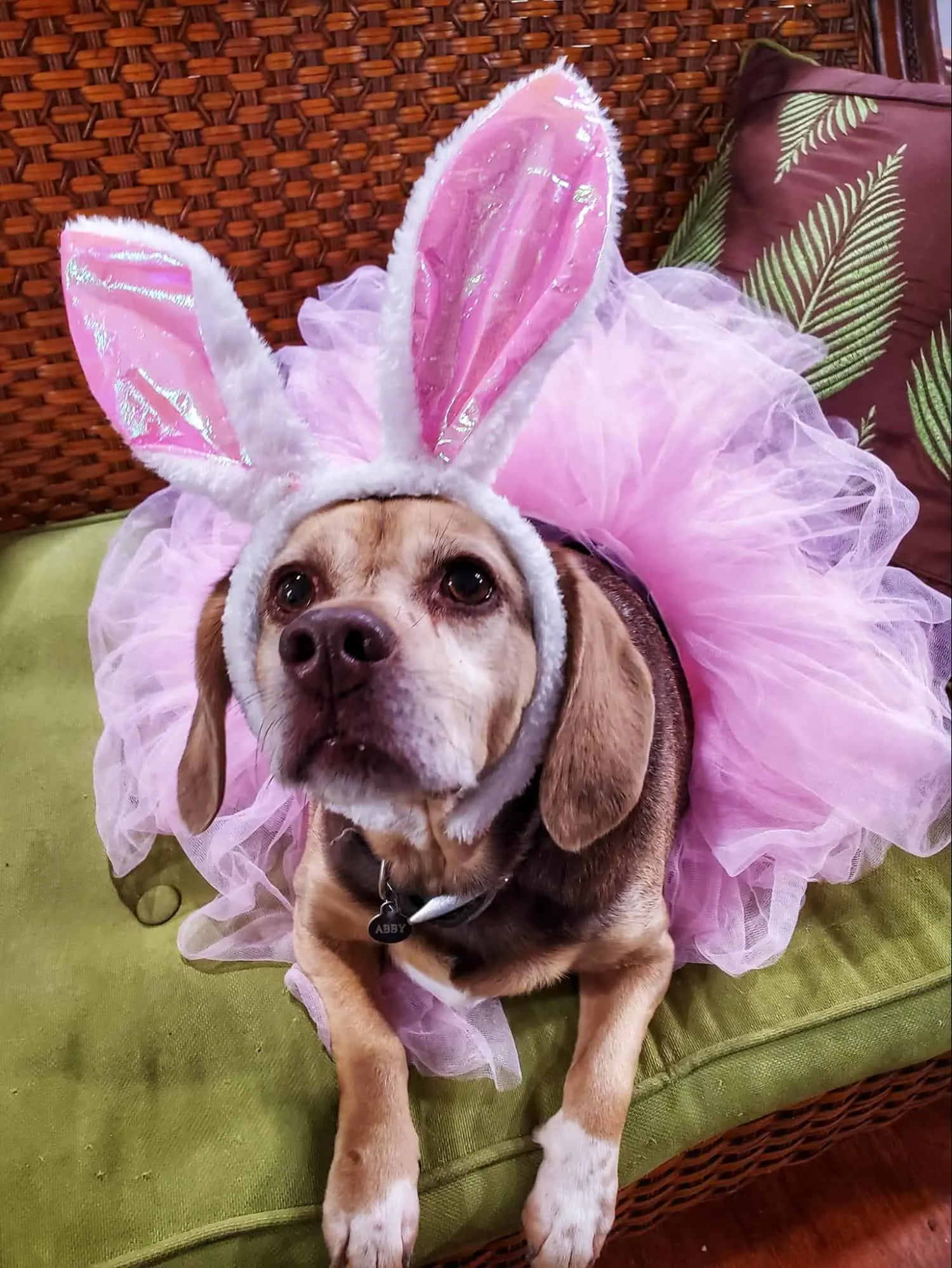 Abby in a bunny princess costume
