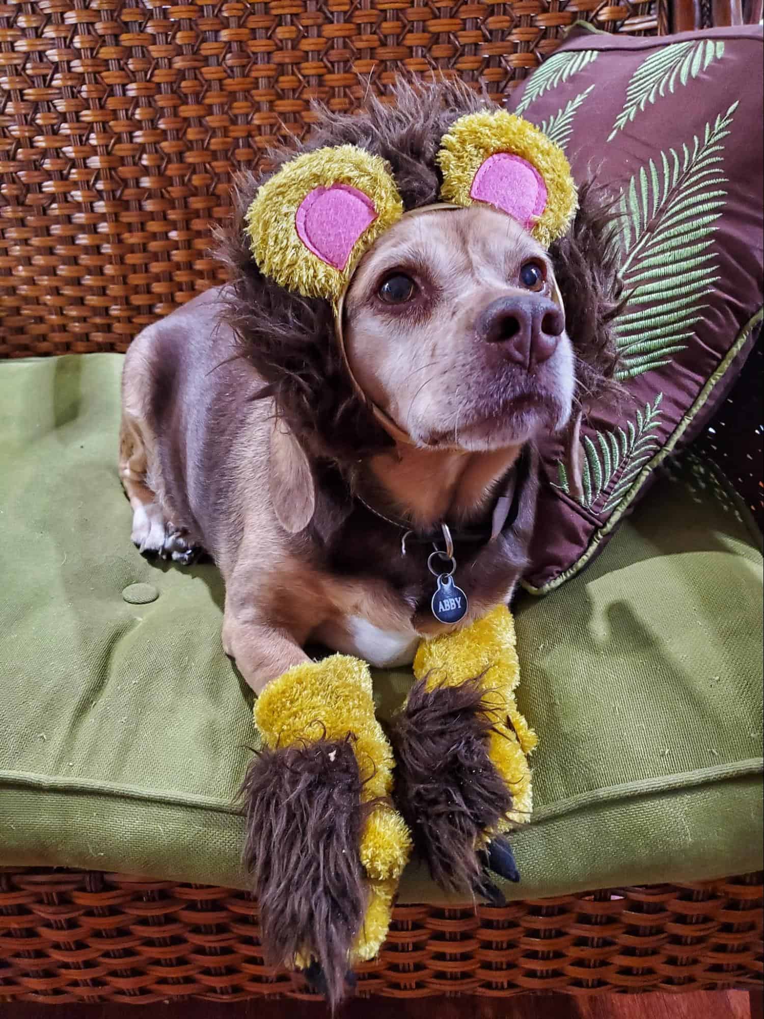 Abby in a lion costume