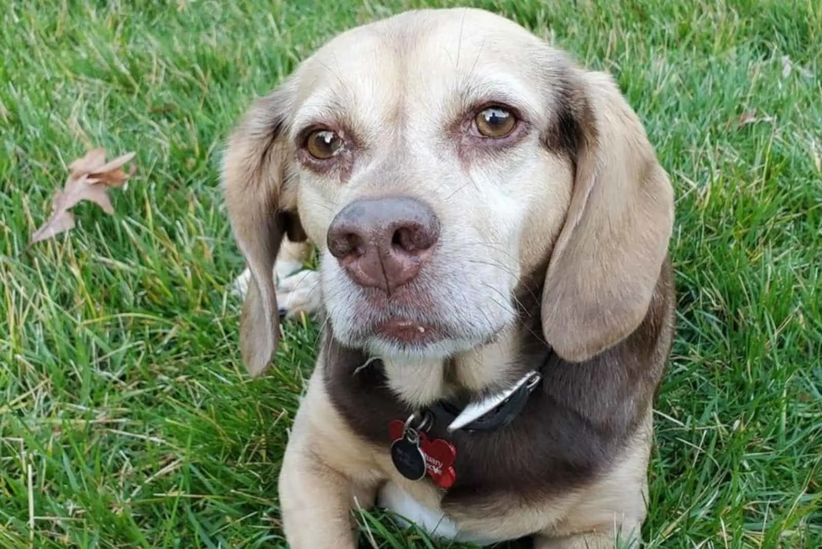 Abby the beagle abandoned at a shelter