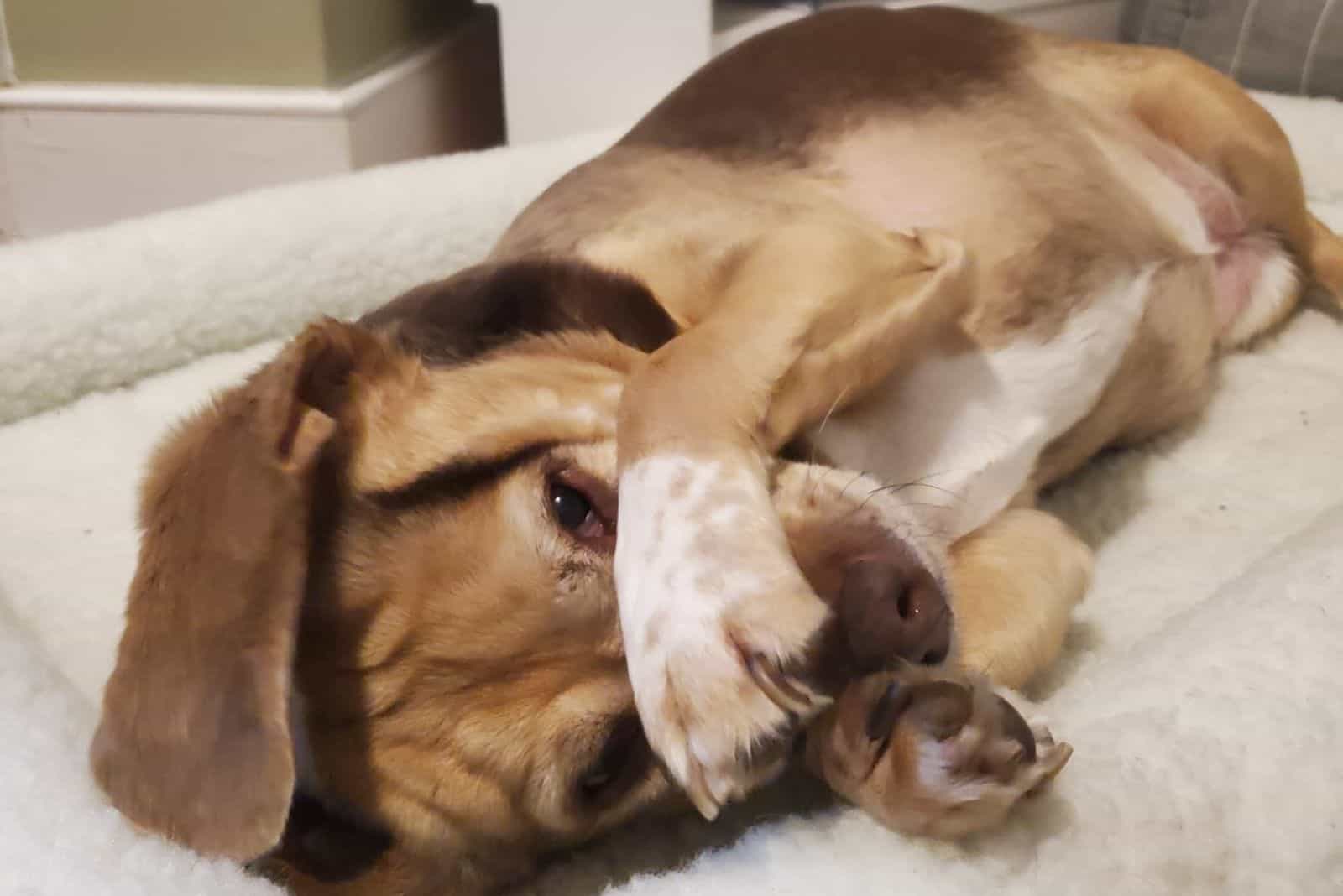 Abby the beagle covers her face with her paw