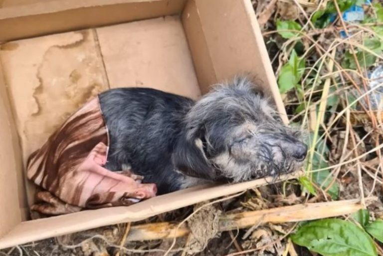 cute puppy found in a box