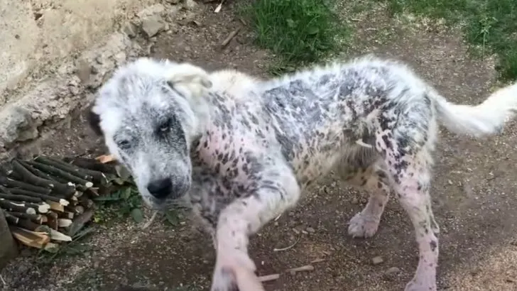 This Stray Allowed The Rescuers To Save Her Under One Condition