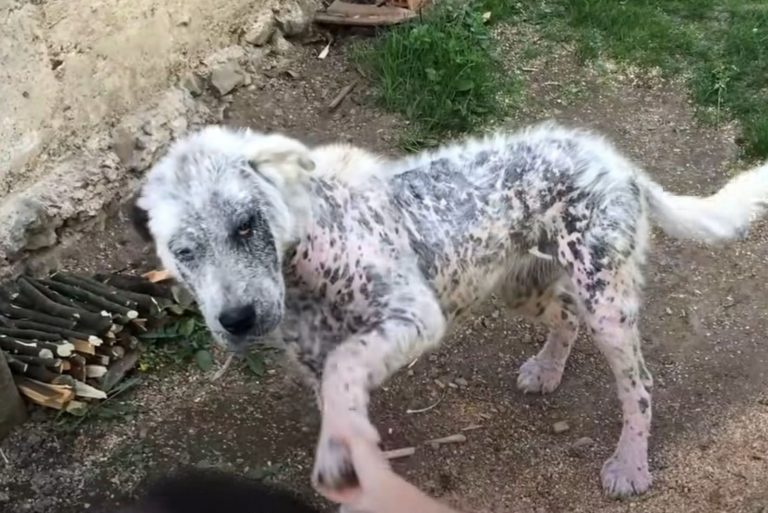 affectionate stray dog