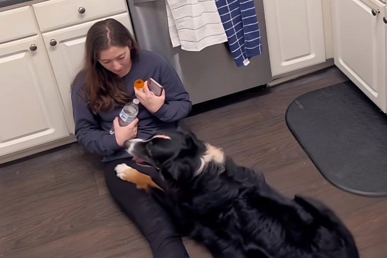 bailey the service dog helps her owner