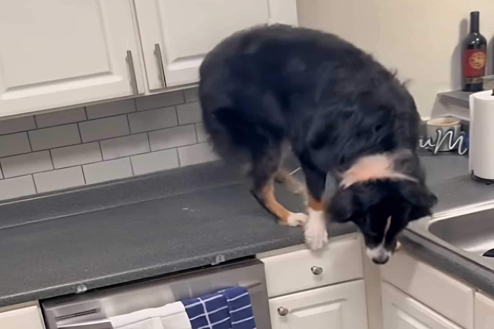 Bailey expertly navigates the kitchen