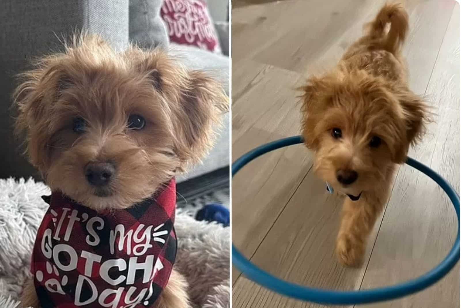 blind dog with a hula hoop