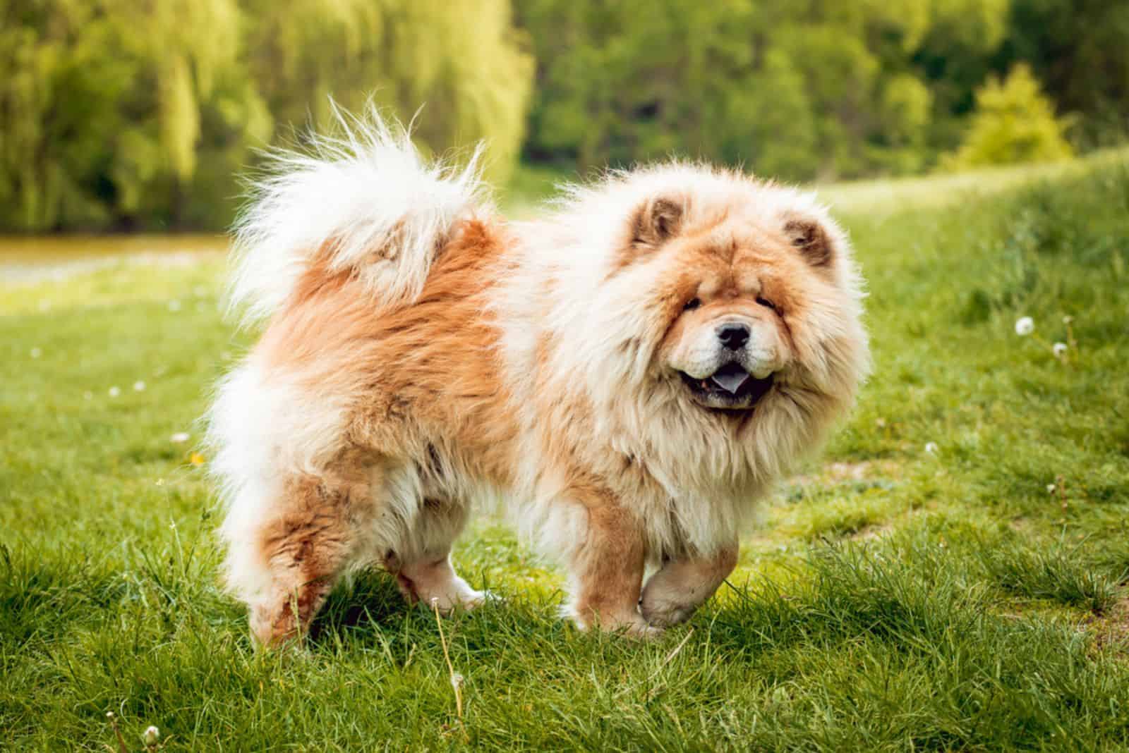 Beautiful dog chow-chow in the park.