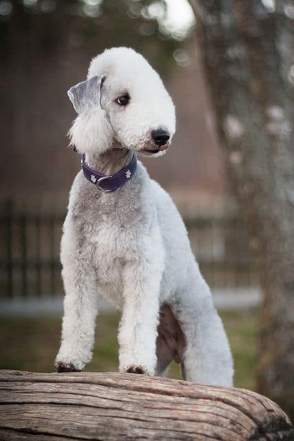 Bedlington Terrier