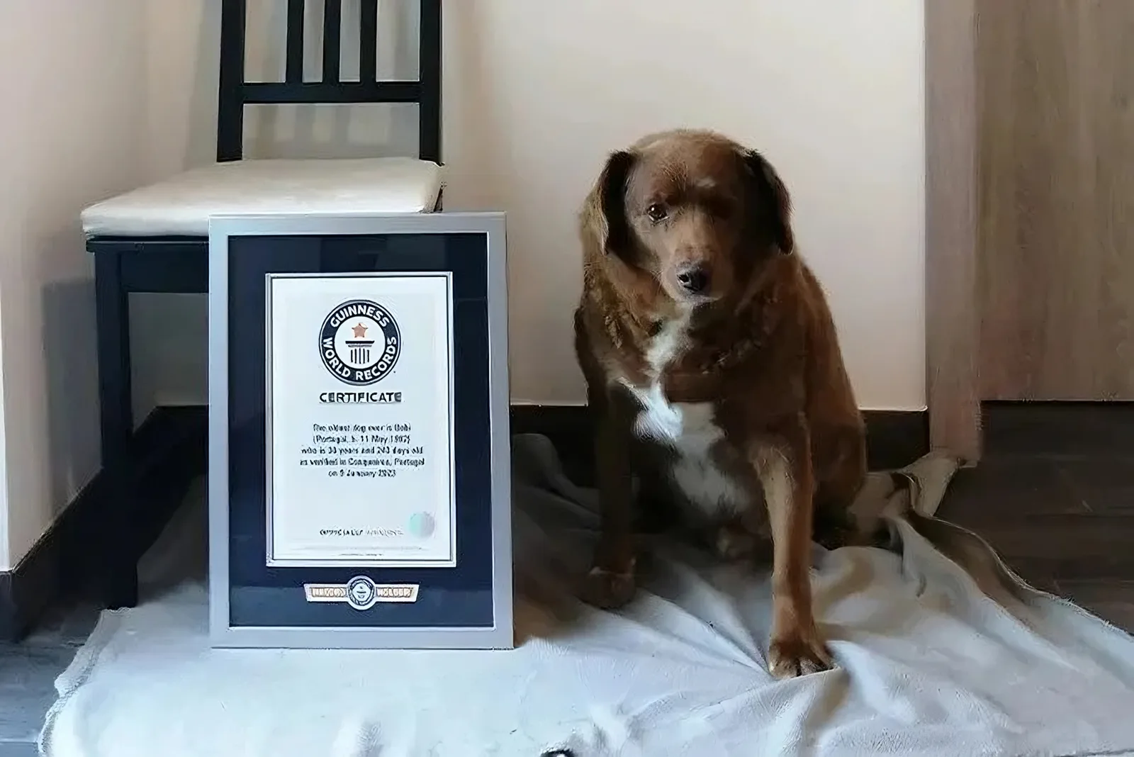 bobbi the oldest dog