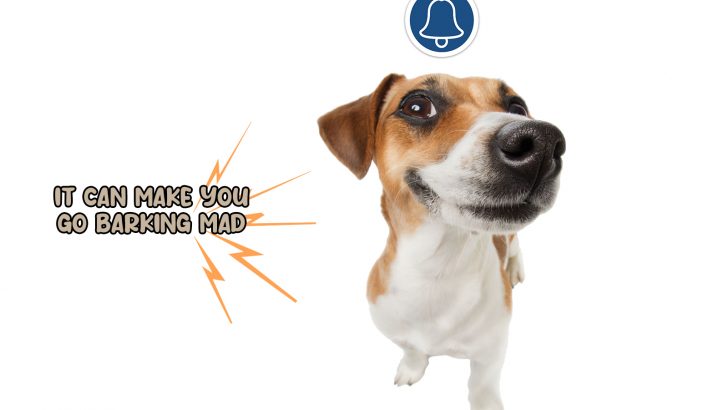 Certified Trainer Reveals A Two-Step Solution To Doorbell Barking