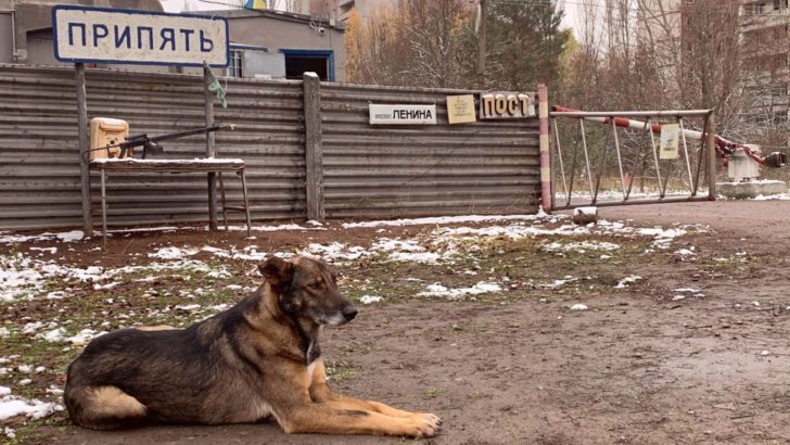 Chernobyl Dogs Survived Thanks To A DNA Mutation
