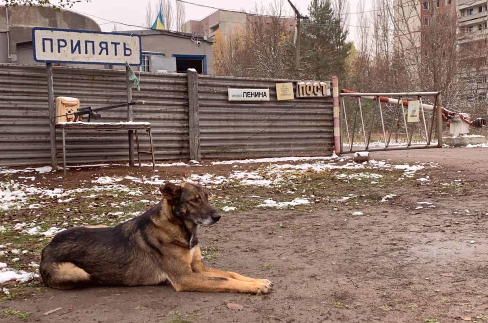 Chernobyl Dogs Survived Thanks To A DNA Mutation