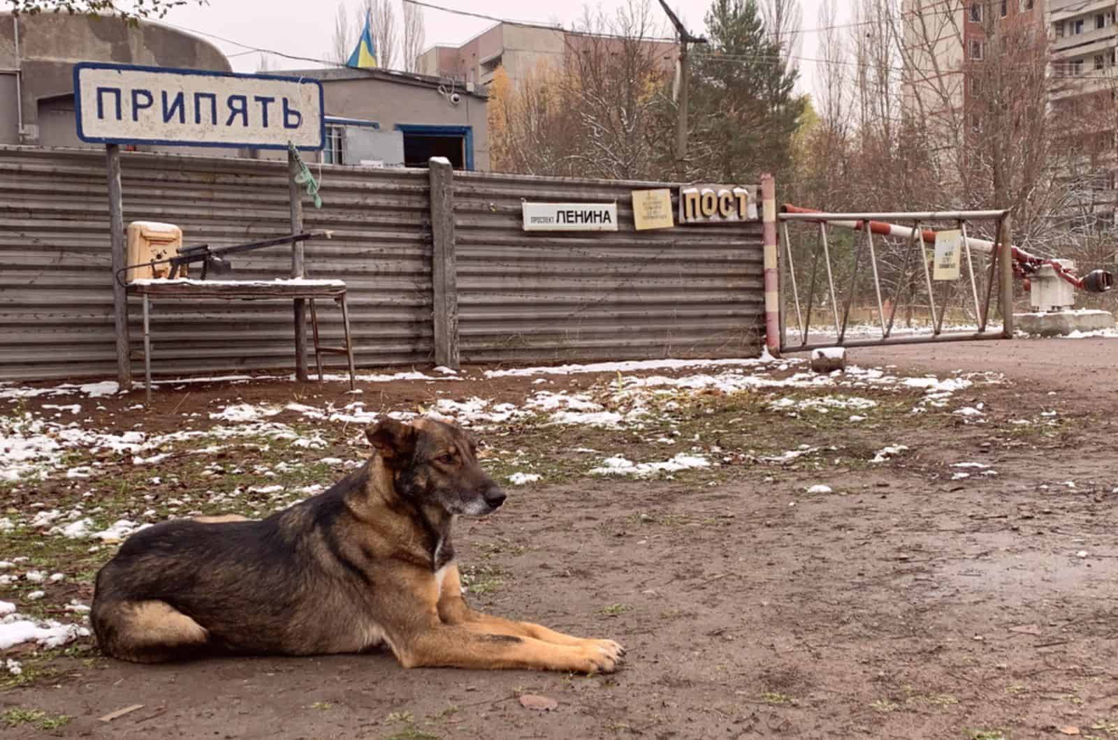 dog lying on the ground