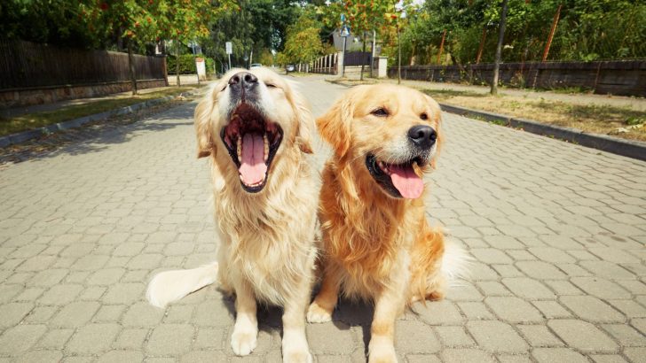 Can Dogs Be Gay? The Answer Will Shock You