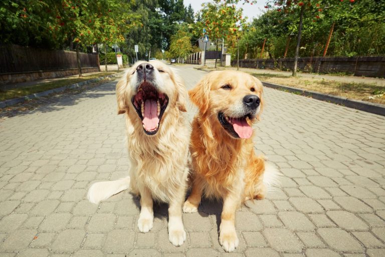 two dogs on the street