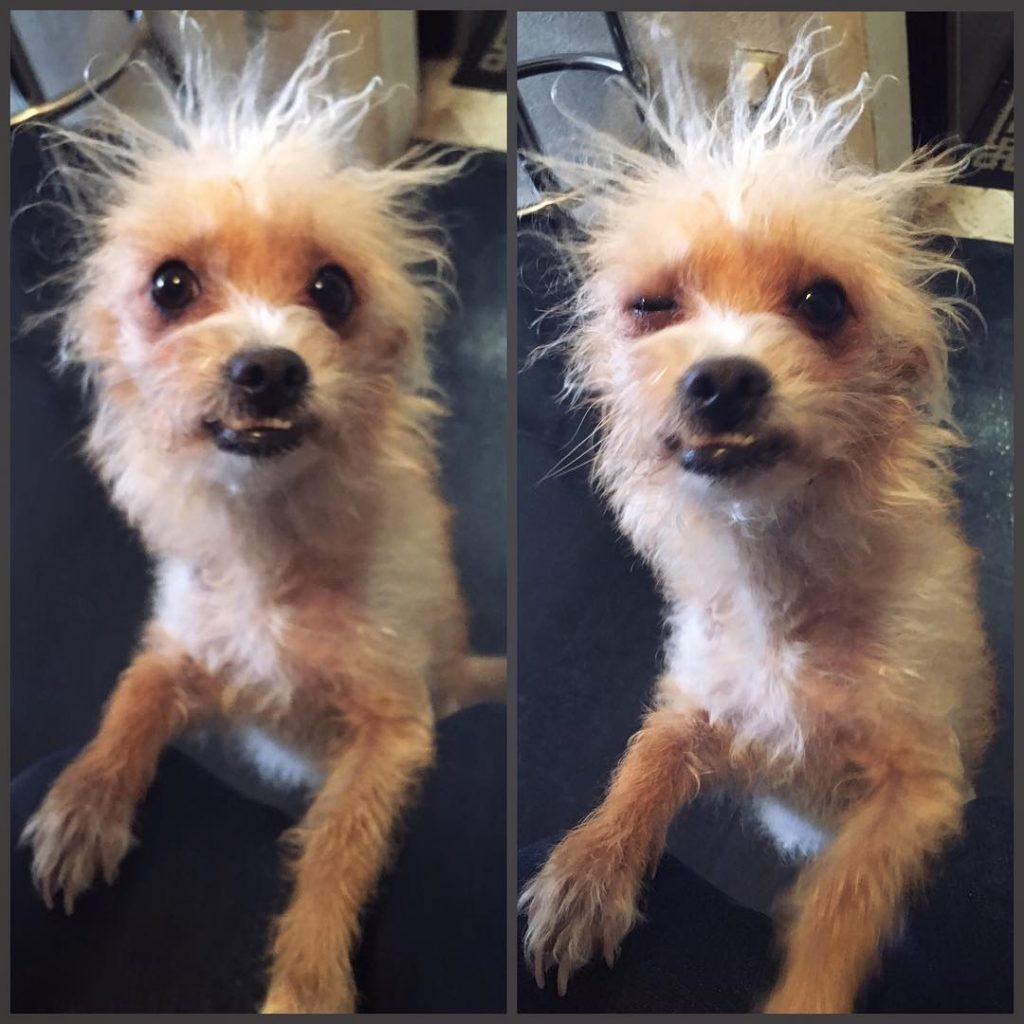 Crazy Hair, Don’t Care