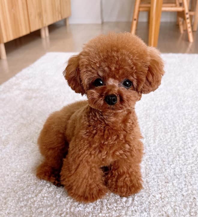 Cuddly Poodle Bear is sitting on the floor and looking at the camera