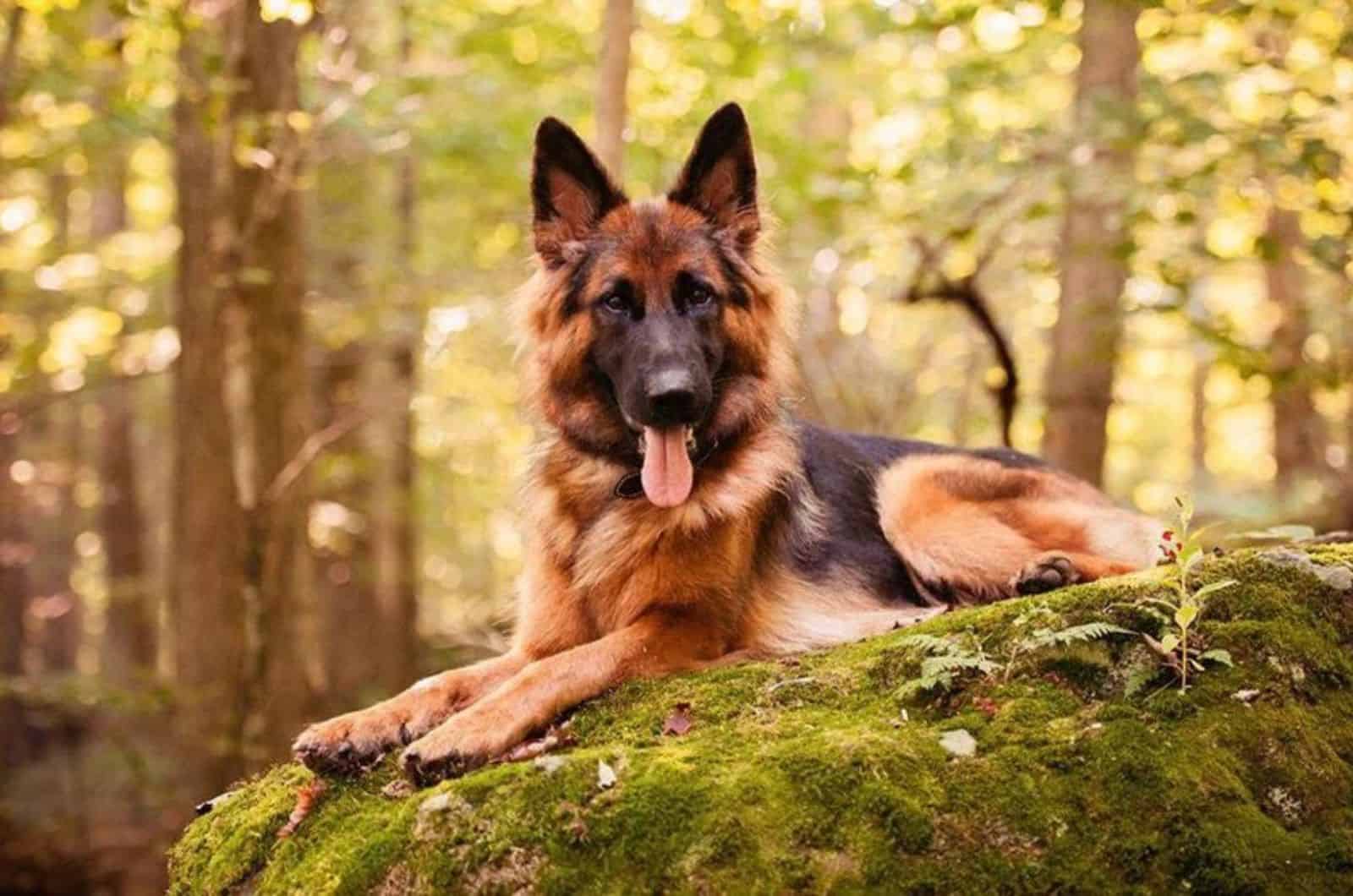 german shepherd dog lying on the rock in forest