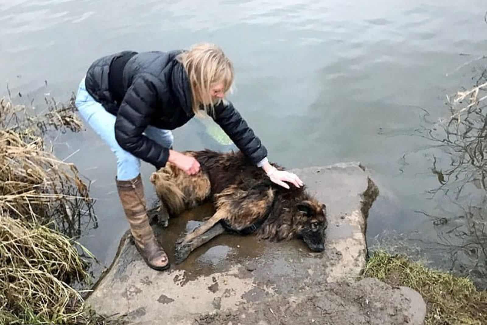 a dog tied to a rock is rescued by a woman