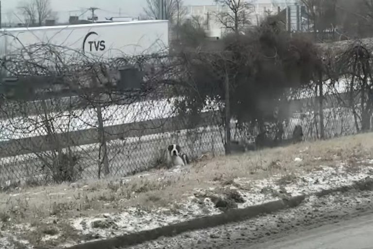 Peterbilt is lonely and cold out on the St.Louis highway.