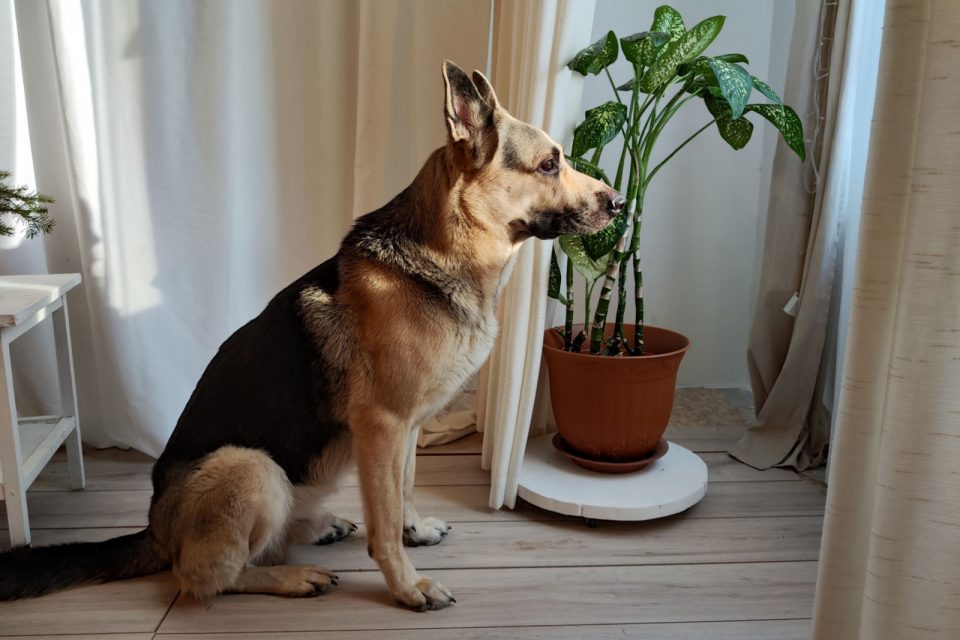 2 Proper Ways To Punish Your German Shepherd For Pooping In The House