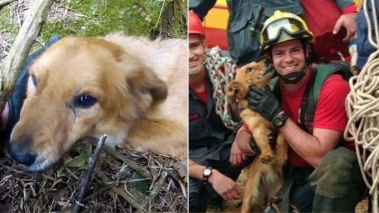 a dog rescued from a cliff