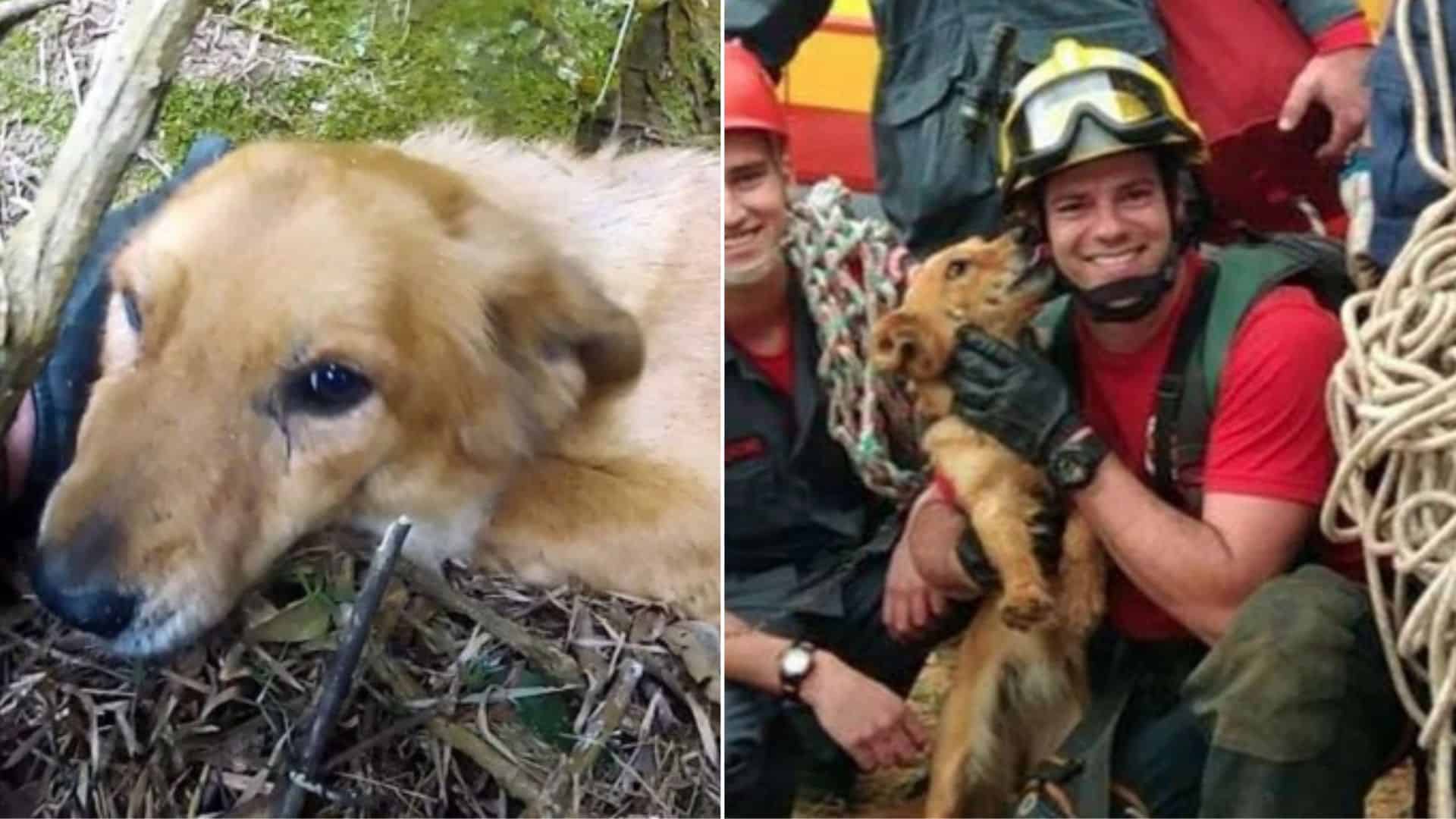 a dog rescued from a cliff