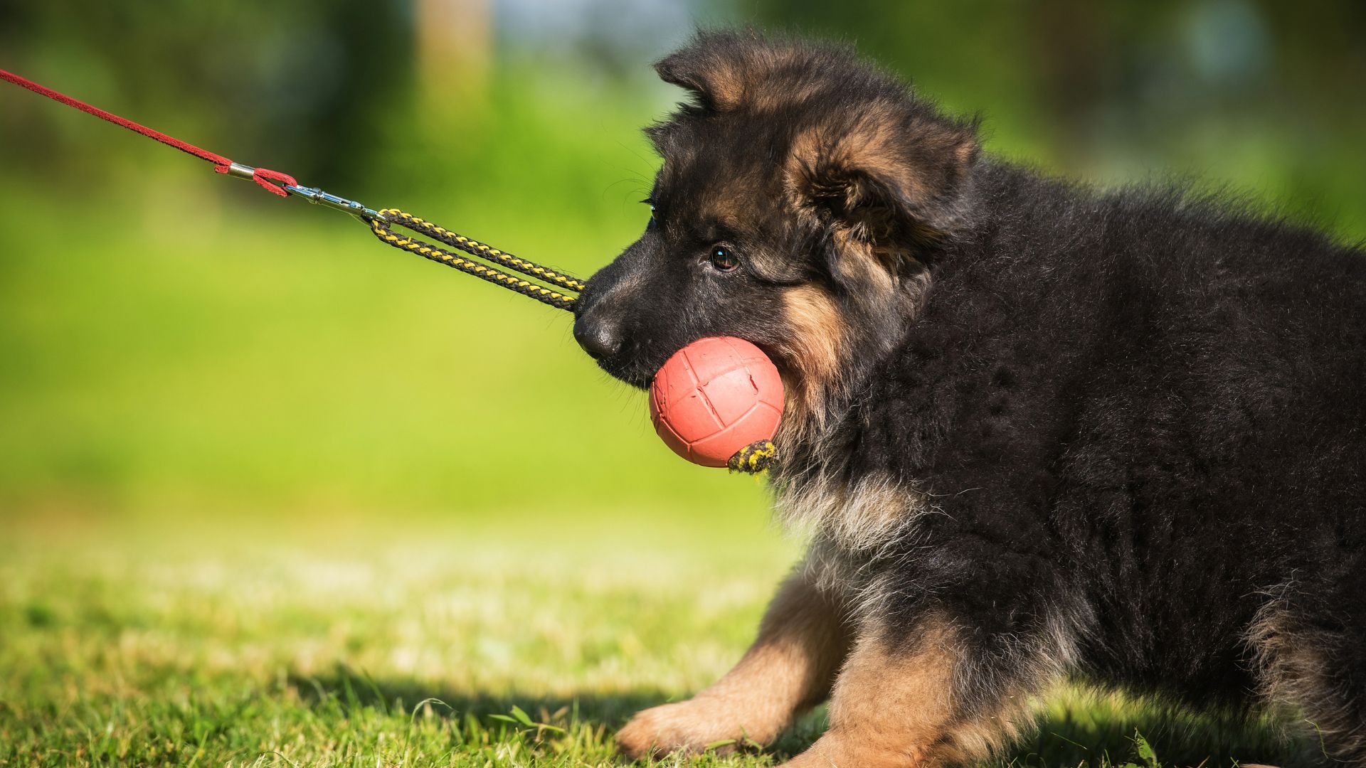 puppy training