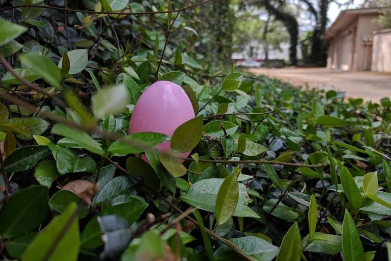 Easter egg on a branch