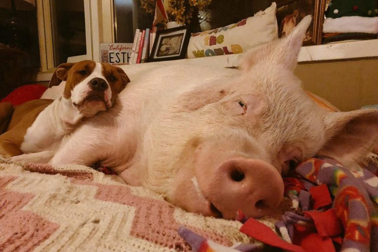 Esther The Pig, And Phil The Dog