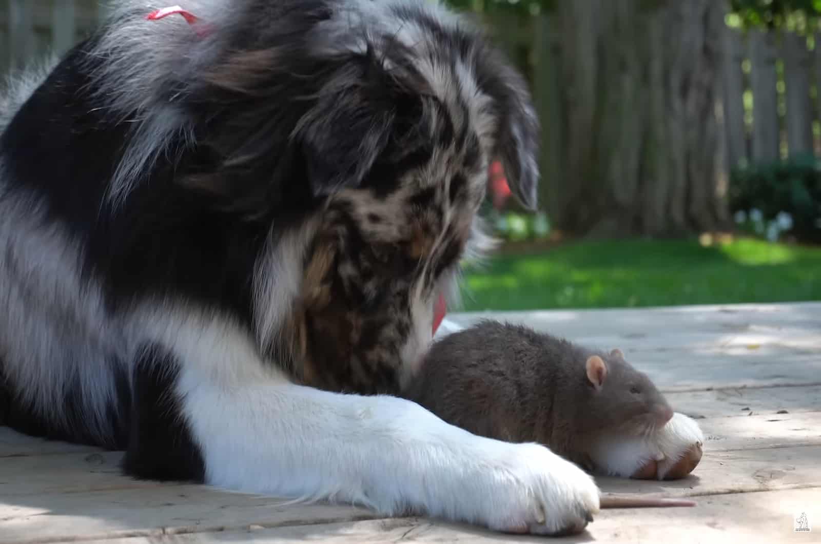 dog sniffing a mouse