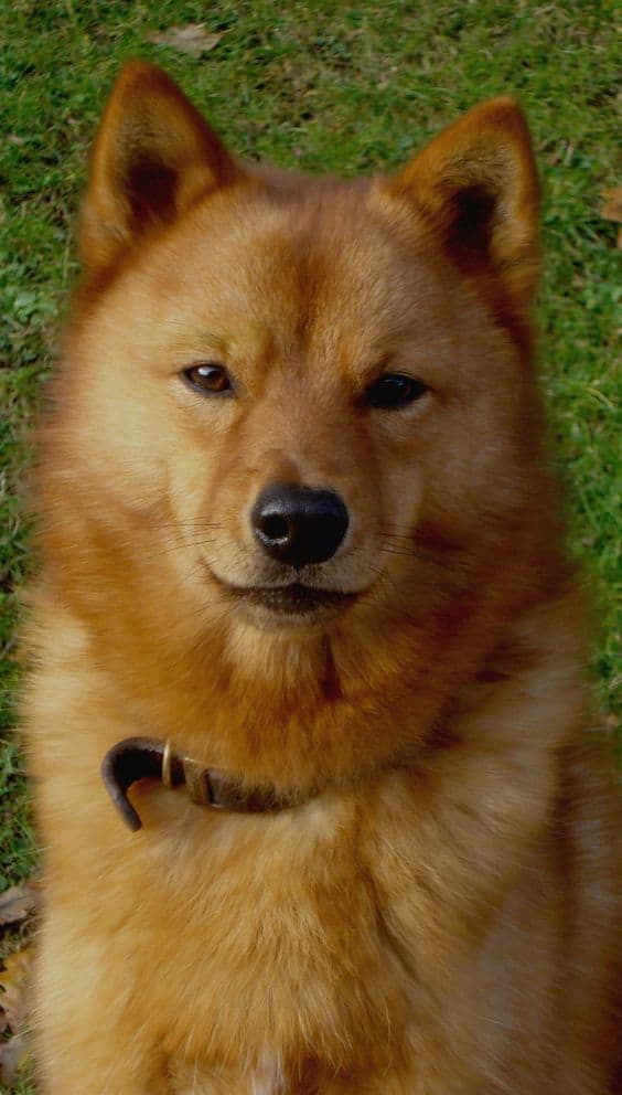 Finnish Spitz