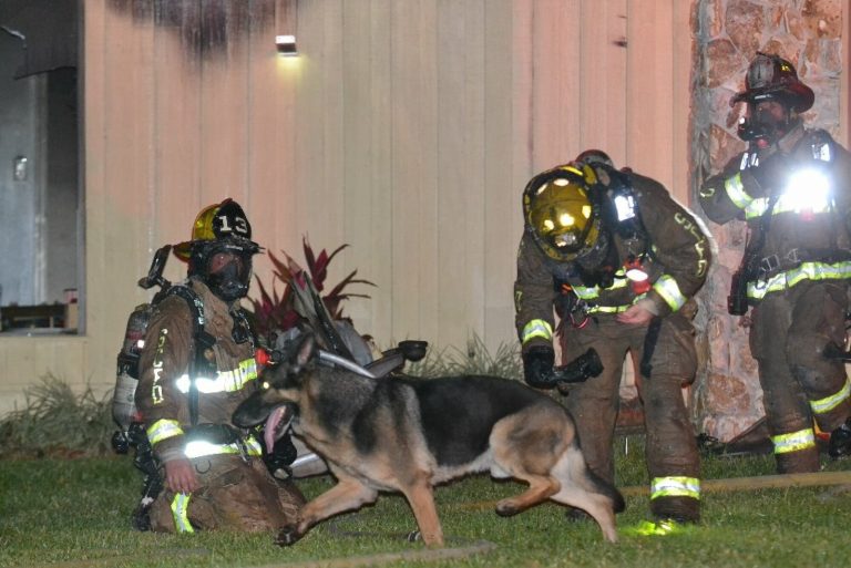german shepherd helping firemen